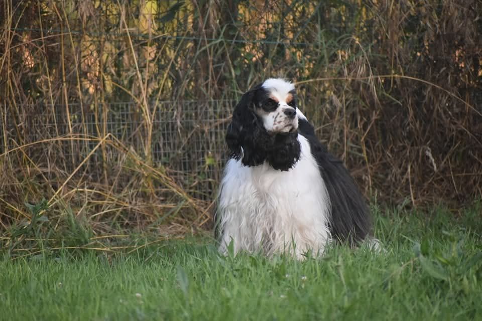 Les American Cocker Spaniel de l'affixe Du Domaine D'Anteros