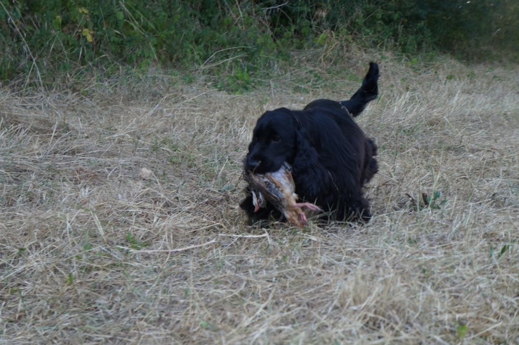 Perlinpinpin De La Paume Doree O Jolicroc