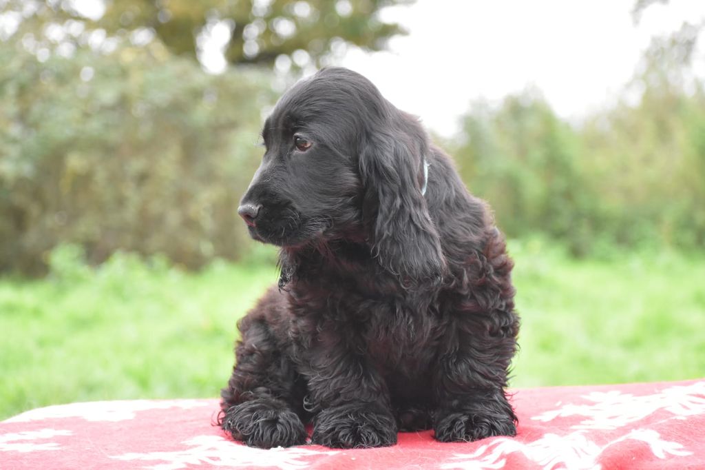 Du Domaine D'Anteros - Chiot disponible  - Cocker Spaniel Anglais