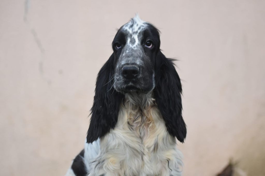 Du Domaine D'Anteros - Chiot disponible  - Cocker Spaniel Anglais