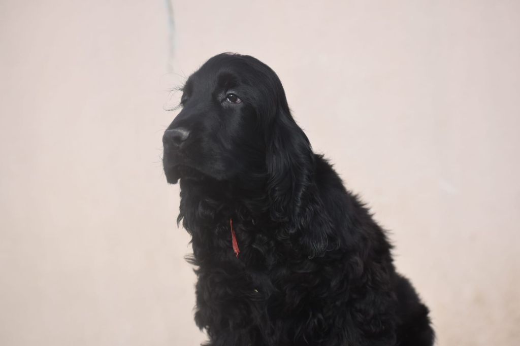 Du Domaine D'Anteros - Chiot disponible  - Cocker Spaniel Anglais