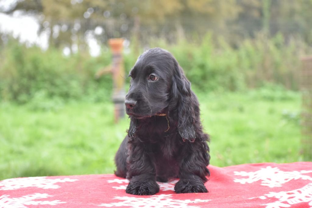 Du Domaine D'Anteros - Chiot disponible  - Cocker Spaniel Anglais