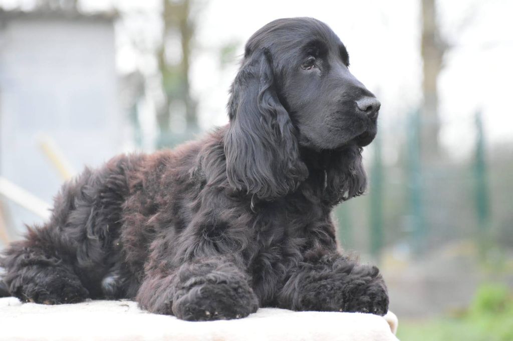 Du Domaine D'Anteros - Chiot disponible  - Cocker Spaniel Anglais