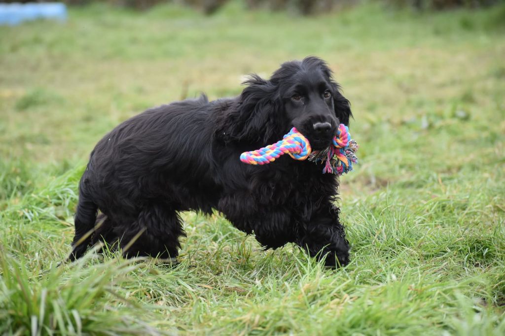 Du Domaine D'Anteros - Chiot disponible  - Cocker Spaniel Anglais