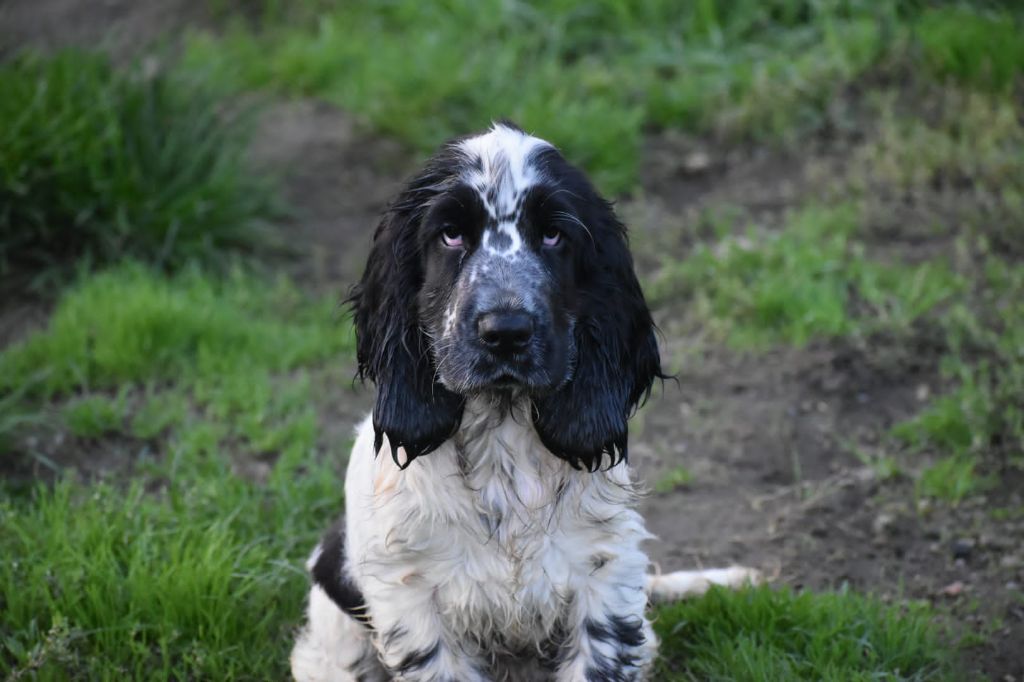 Du Domaine D'Anteros - Chiot disponible  - Cocker Spaniel Anglais