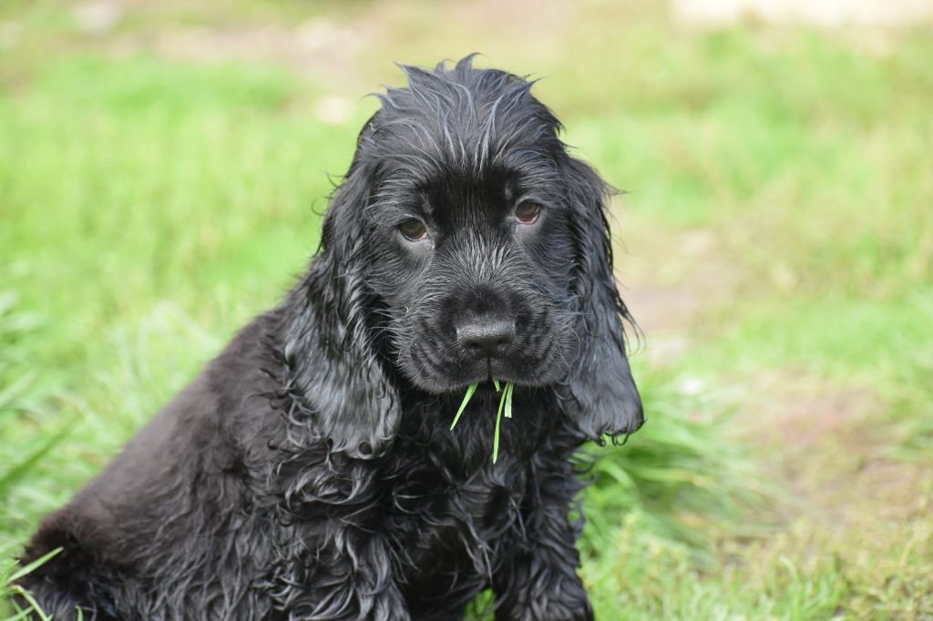 Du Domaine D'Anteros - Chiot disponible  - Cocker Spaniel Anglais