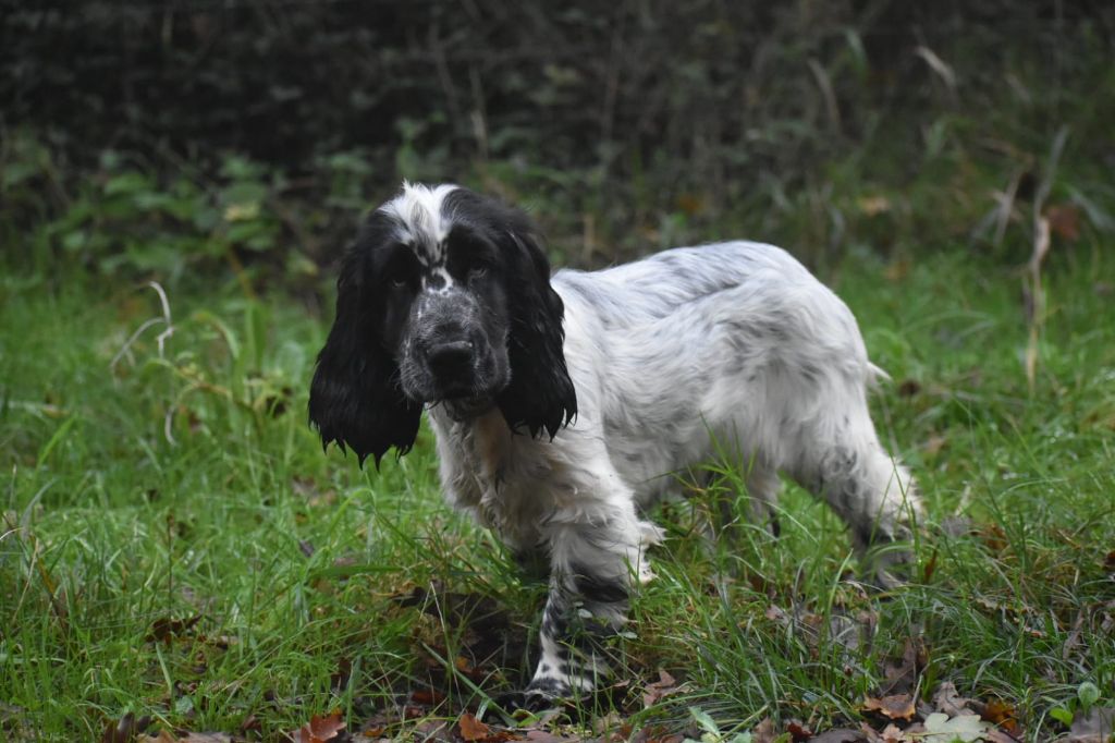 Du Domaine D'Anteros - Chiot disponible  - Cocker Spaniel Anglais