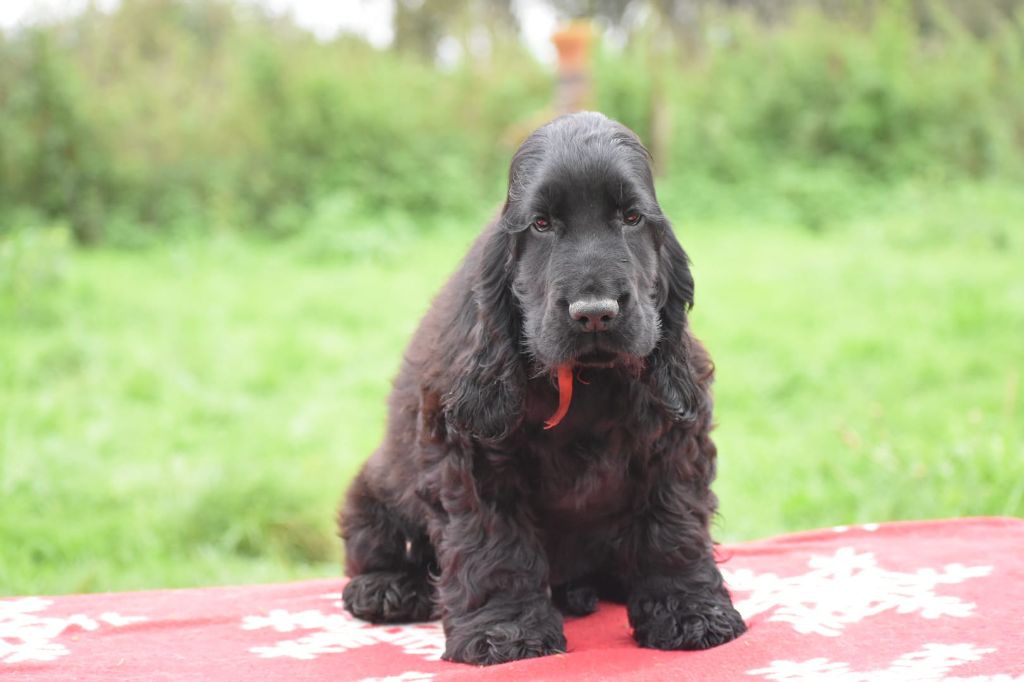 Du Domaine D'Anteros - Chiot disponible  - Cocker Spaniel Anglais