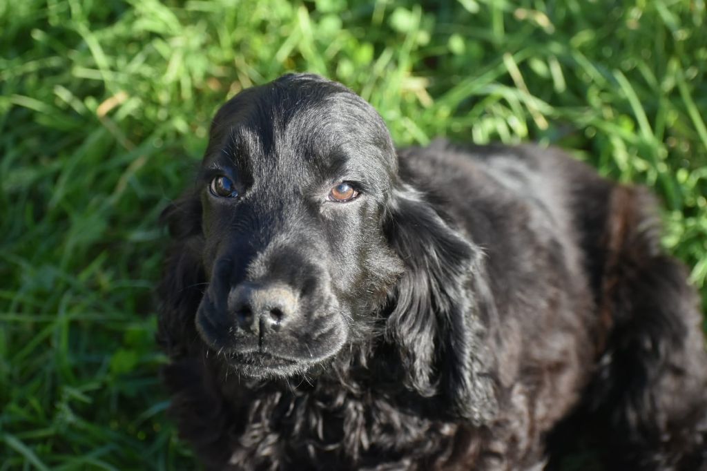 Du Domaine D'Anteros - Chiot disponible  - Cocker Spaniel Anglais