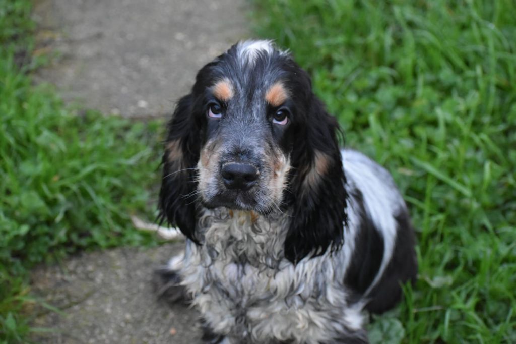 Du Domaine D'Anteros - Chiot disponible  - Cocker Spaniel Anglais