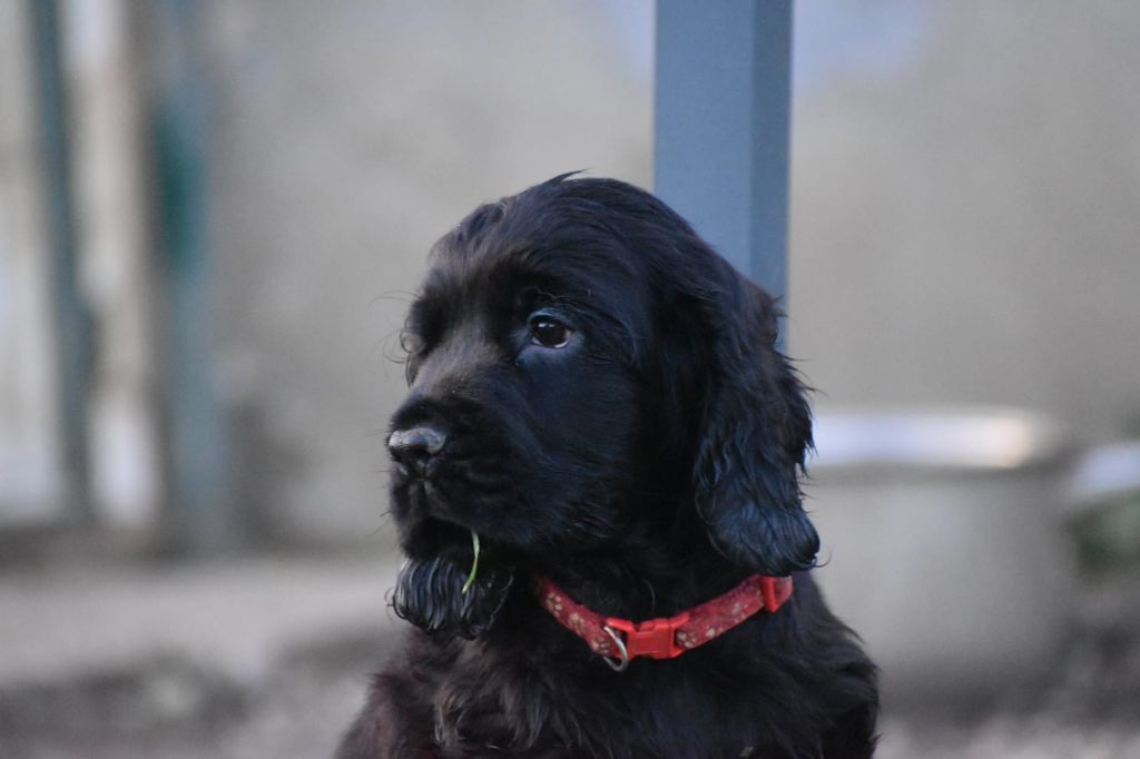 Du Domaine D'Anteros - Chiot disponible  - Cocker Spaniel Anglais