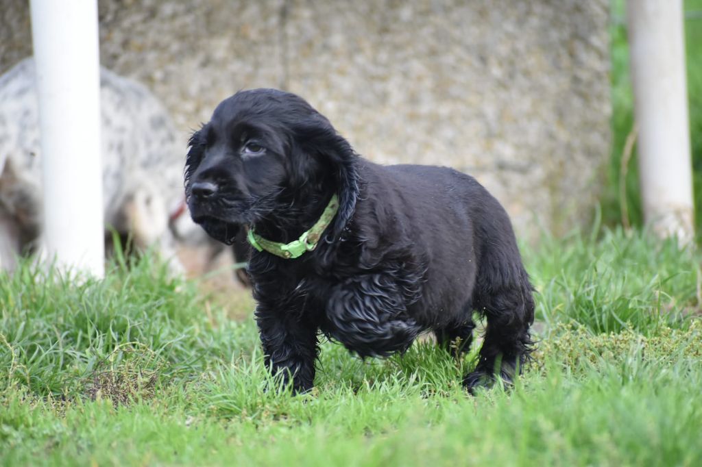 Du Domaine D'Anteros - Chiot disponible  - Cocker Spaniel Anglais