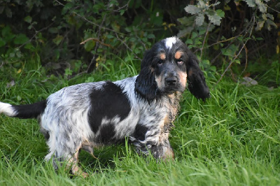 Du Domaine D'Anteros - Cocker Spaniel Anglais - Portée née le 28/06/2024