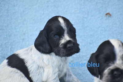 Collier bleu 
