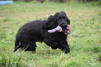 Du Domaine D'Anteros - Cocker Spaniel Anglais - Portée née le 31/07/2024