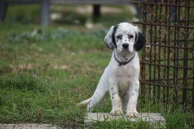 CHIOT trico collier violet 