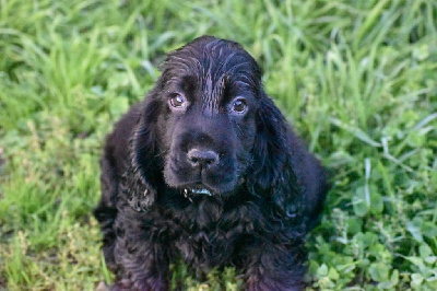 Du Domaine D'Anteros - Cocker Spaniel Anglais - Portée née le 31/07/2024