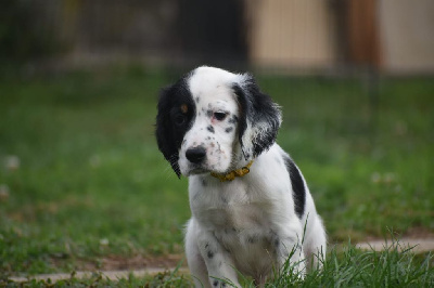 CHIOT trico collier jaune