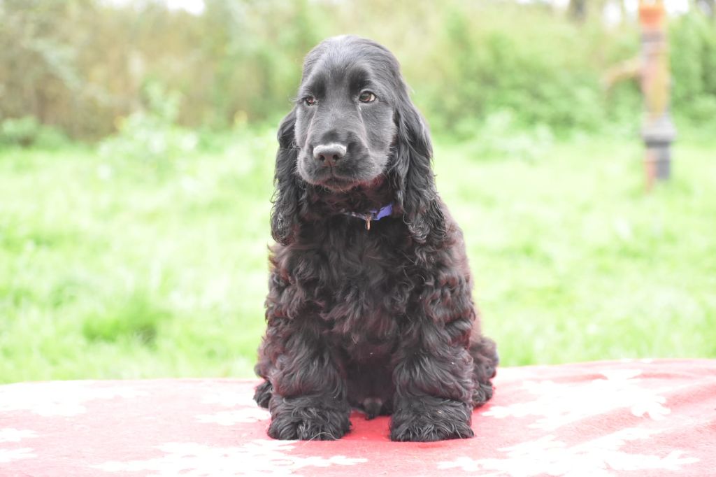 Du Domaine D'Anteros - Chiot disponible  - Cocker Spaniel Anglais