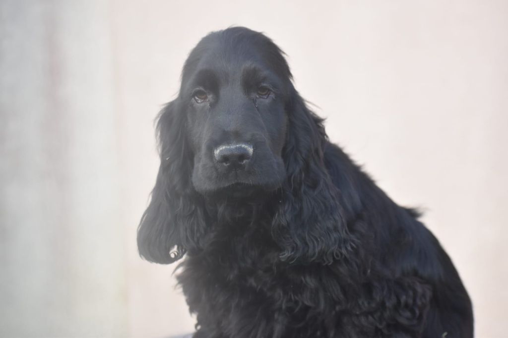 Du Domaine D'Anteros - Chiot disponible  - Cocker Spaniel Anglais