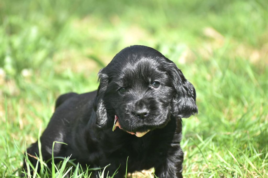 Du Domaine D'Anteros - Chiot disponible  - Cocker Spaniel Anglais