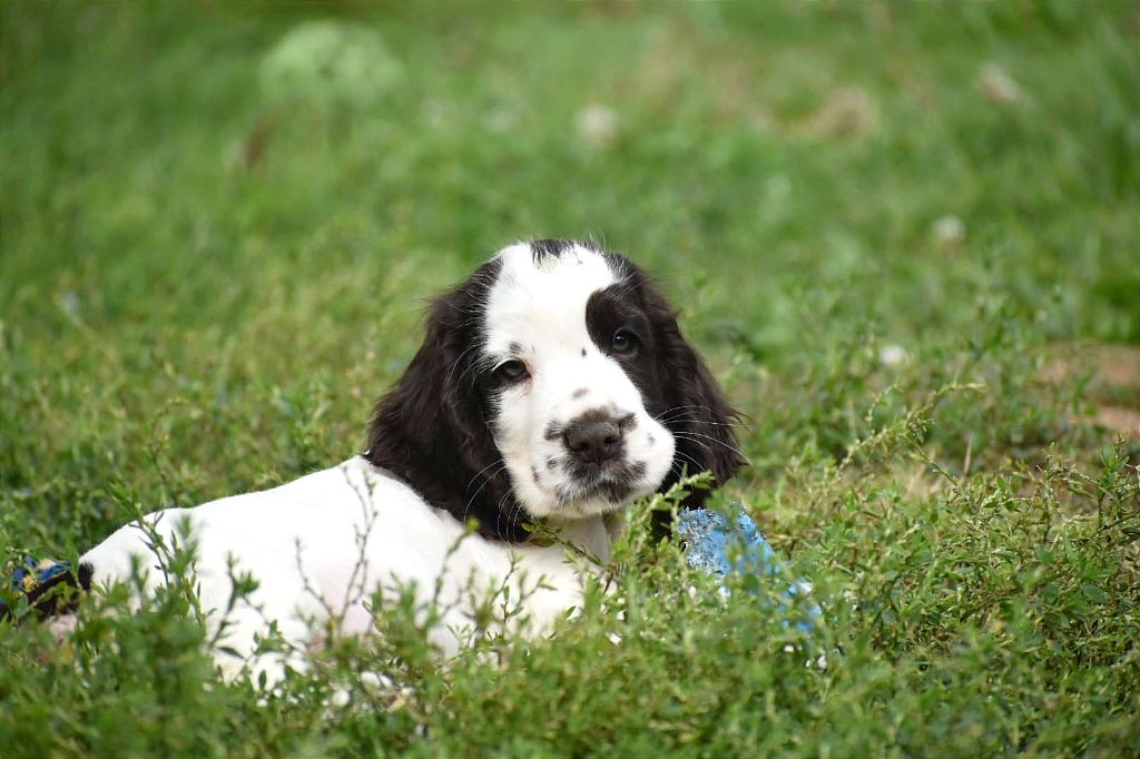 Du Domaine D'Anteros - Chiot disponible  - Cocker Spaniel Anglais