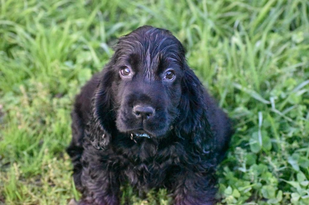 Du Domaine D'Anteros - Chiot disponible  - Cocker Spaniel Anglais