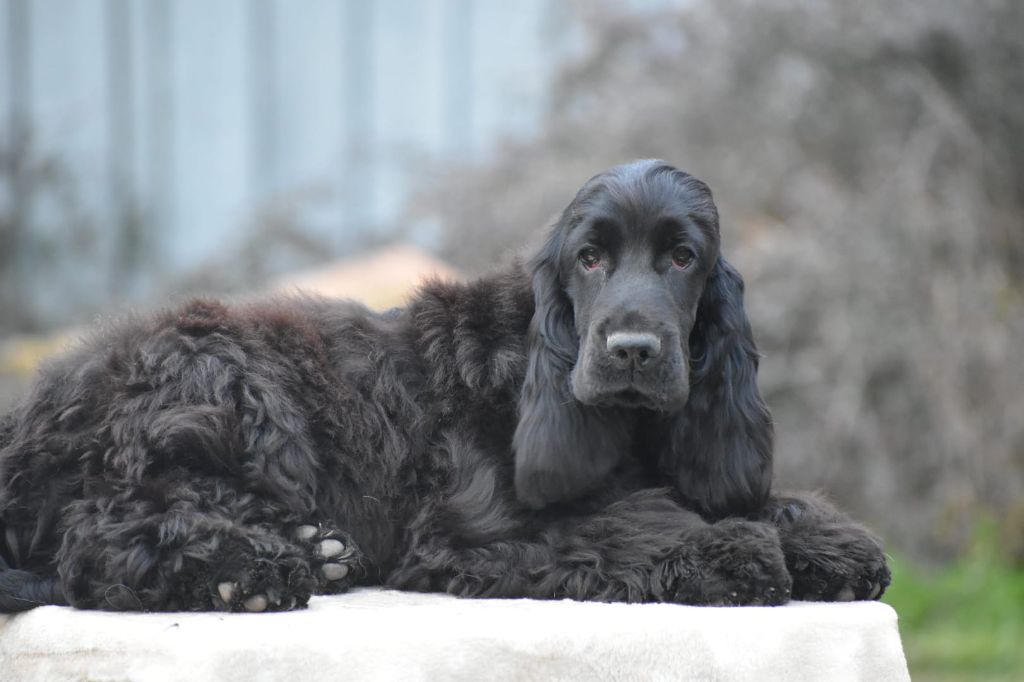 Du Domaine D'Anteros - Chiot disponible  - Cocker Spaniel Anglais