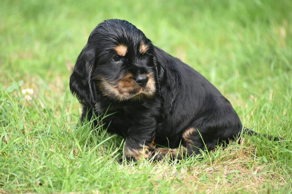 Du Domaine D'Anteros - Chiot disponible  - Cocker Spaniel Anglais