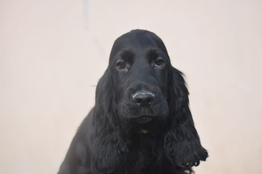 Du Domaine D'Anteros - Chiot disponible  - Cocker Spaniel Anglais