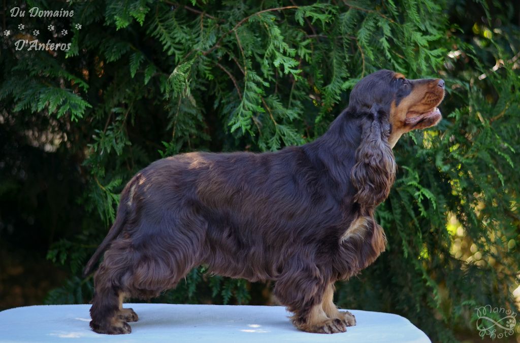 Jypsie Du Mont Pégase