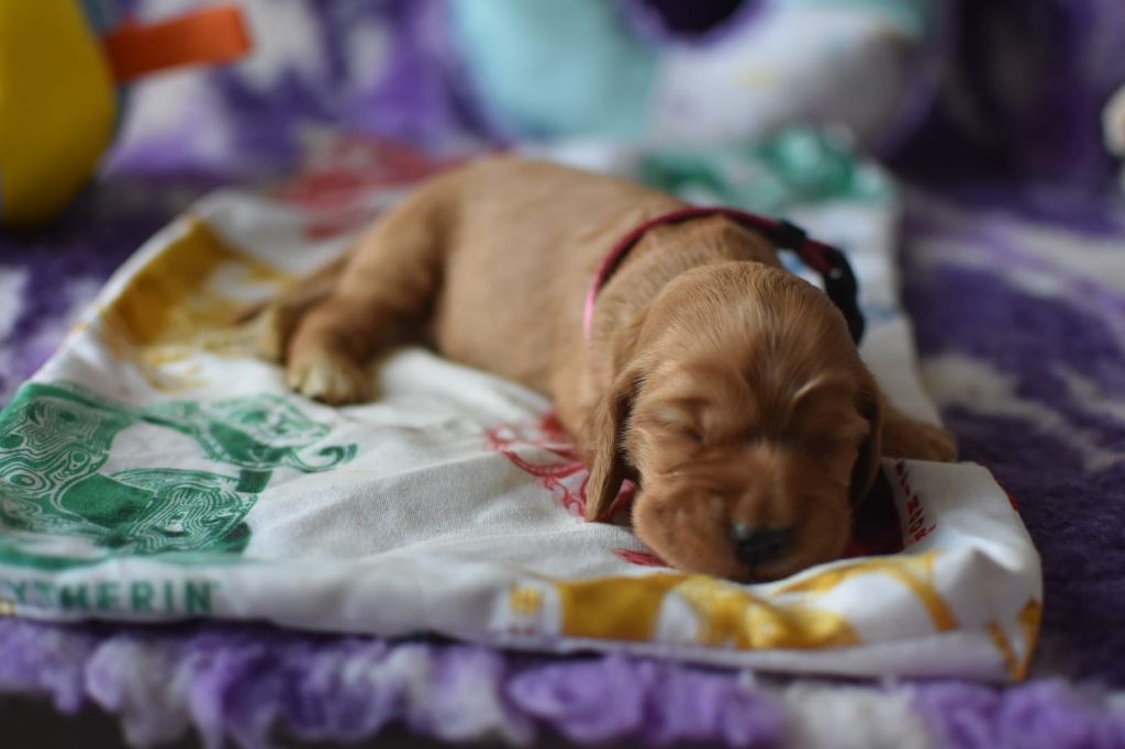 Du Domaine D'Anteros - Chiots disponibles - Cocker Spaniel Anglais
