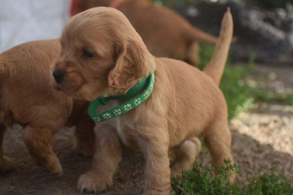 Du Domaine D'Anteros - Chiots disponibles - Cocker Spaniel Anglais