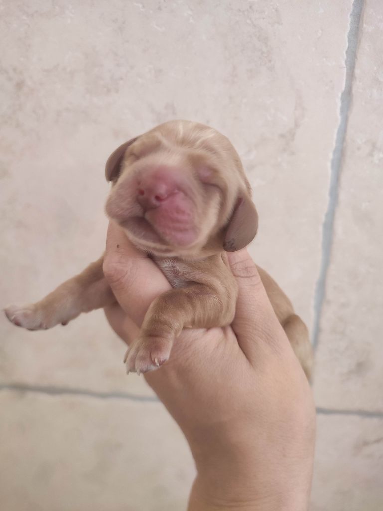 Du Domaine D'Anteros - Chiots disponibles - Cocker Spaniel Anglais