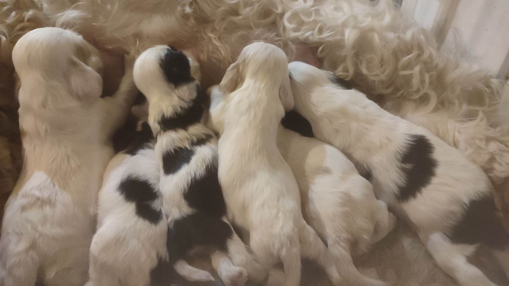 Chiot American Cocker Spaniel Du Domaine D'Anteros