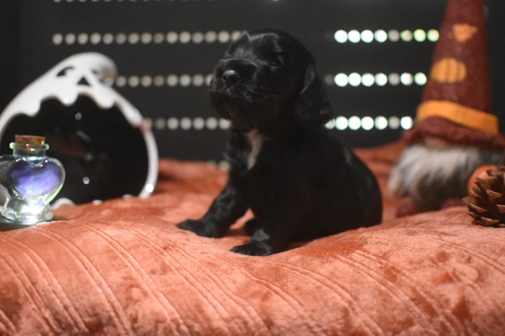 Du Domaine D'Anteros - Chiots disponibles - Cocker Spaniel Anglais