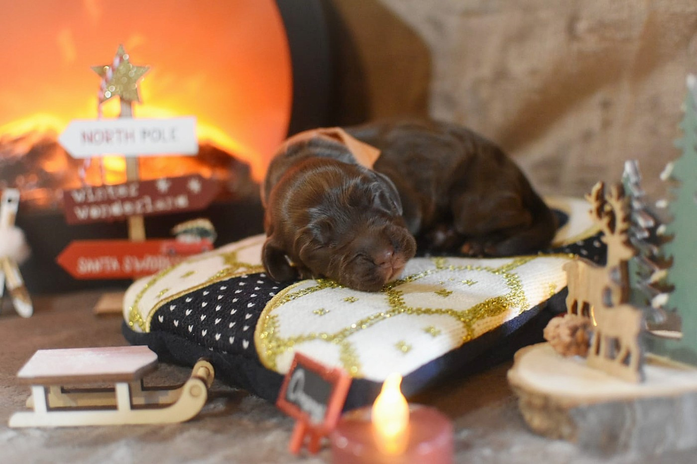 Du Domaine D'Anteros - Chiots disponibles - Cocker Spaniel Anglais