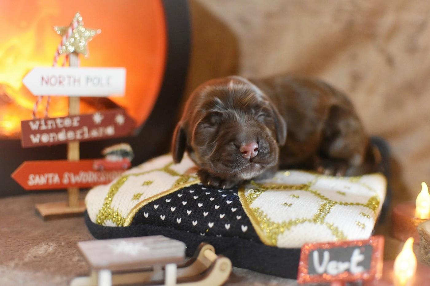 Du Domaine D'Anteros - Chiots disponibles - Cocker Spaniel Anglais