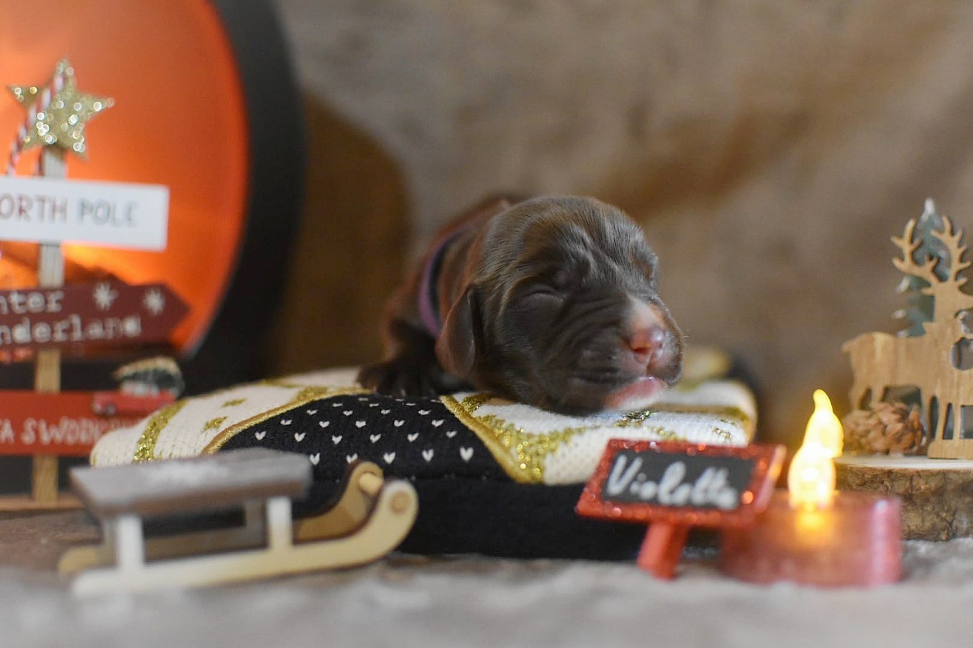 Du Domaine D'Anteros - Chiots disponibles - Cocker Spaniel Anglais