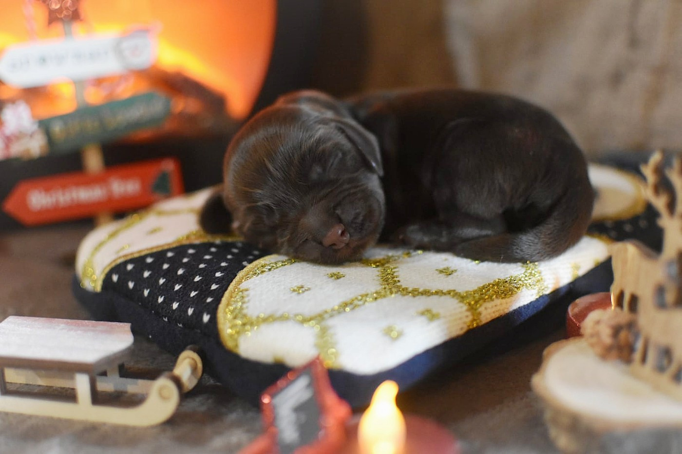 Du Domaine D'Anteros - Chiots disponibles - Cocker Spaniel Anglais