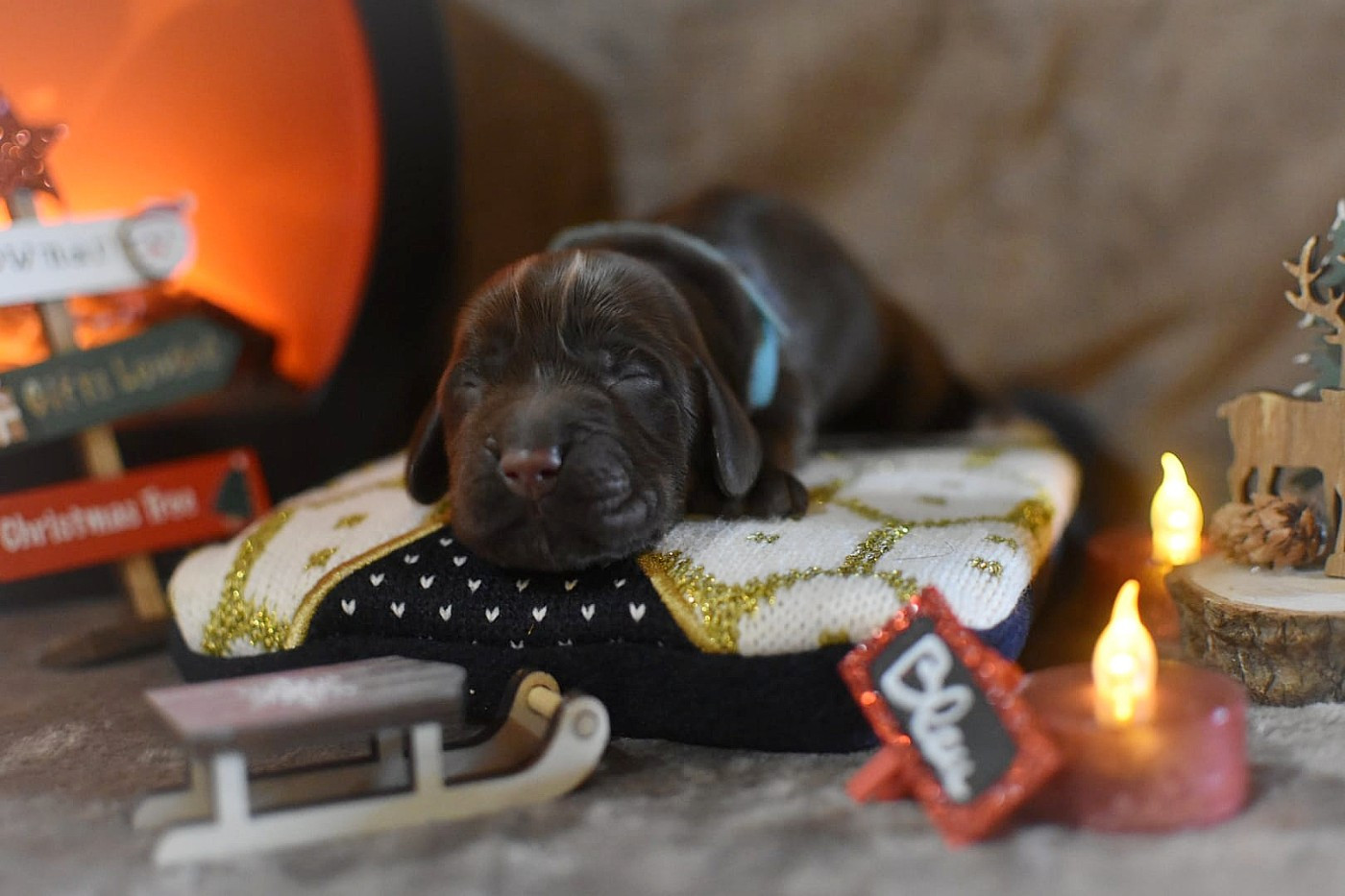 Du Domaine D'Anteros - Chiots disponibles - Cocker Spaniel Anglais