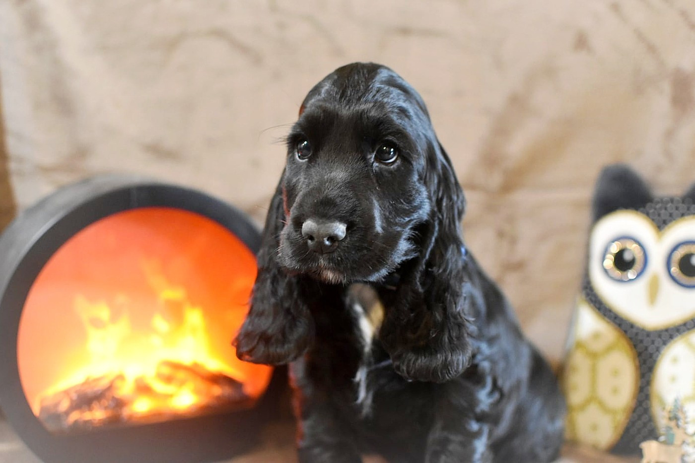 Du Domaine D'Anteros - Chiots disponibles - Cocker Spaniel Anglais