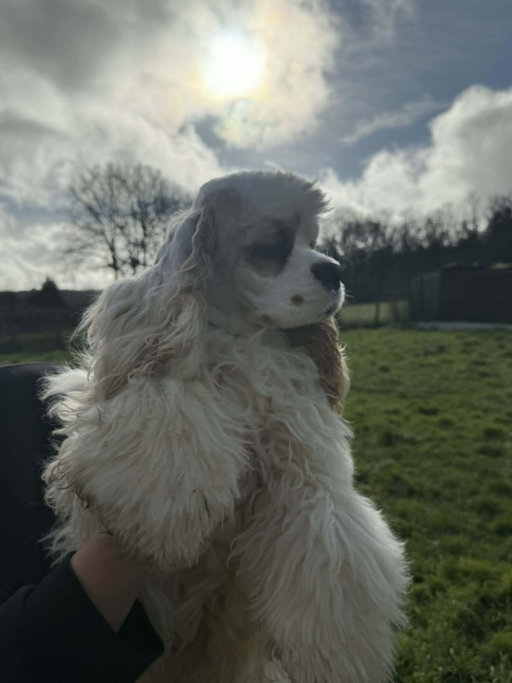 Du Domaine D'Anteros - Chiots disponibles - American Cocker Spaniel