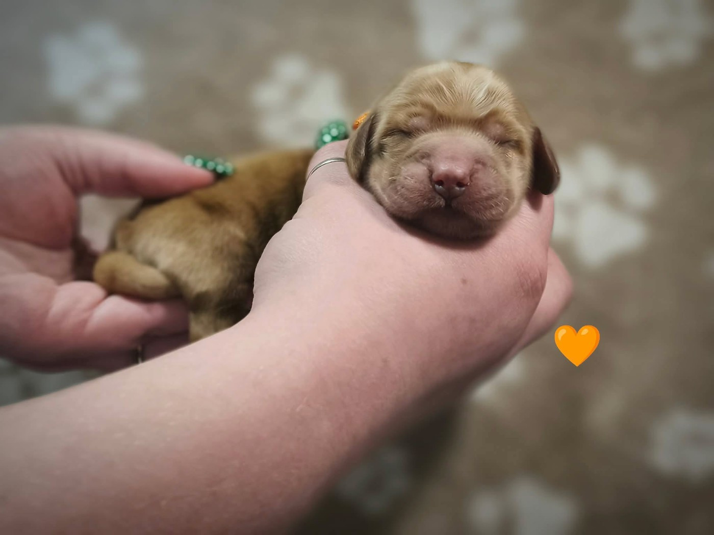 Du Domaine D'Anteros - Chiots disponibles - Cocker Spaniel Anglais