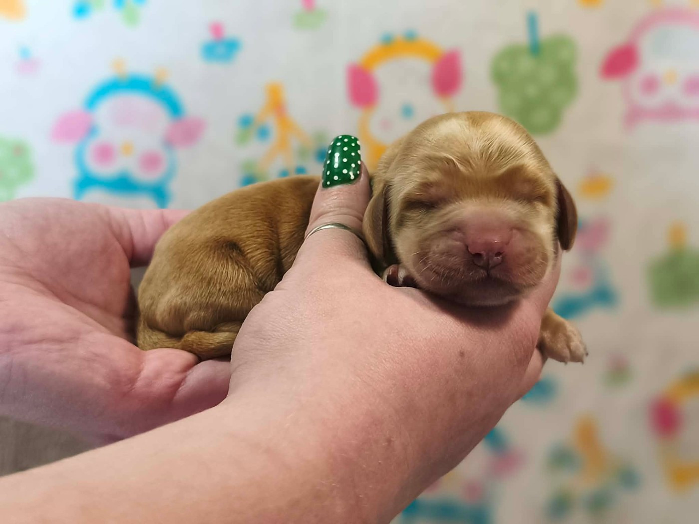 Du Domaine D'Anteros - Chiots disponibles - Cocker Spaniel Anglais