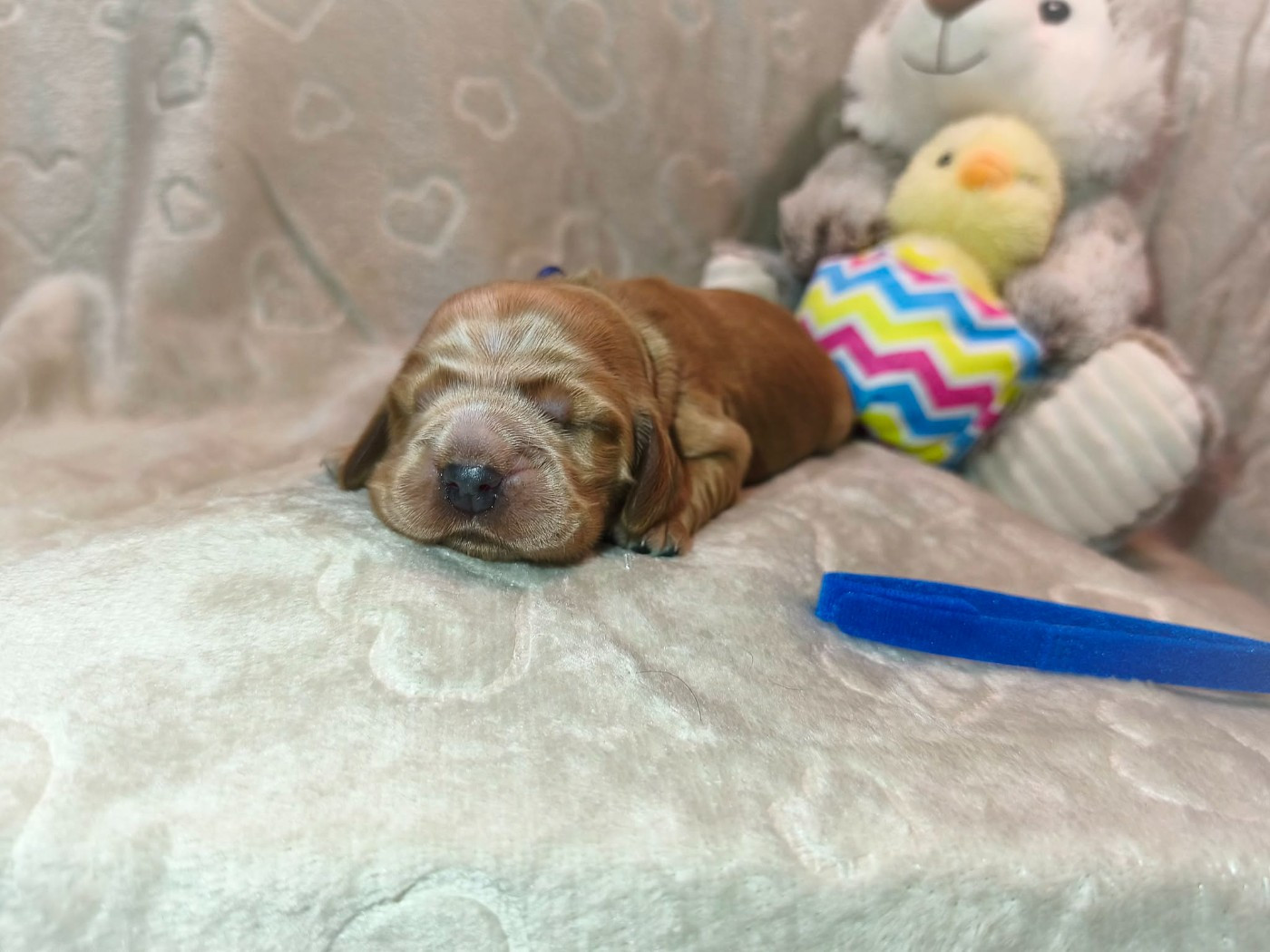 Du Domaine D'Anteros - Chiots disponibles - Cocker Spaniel Anglais