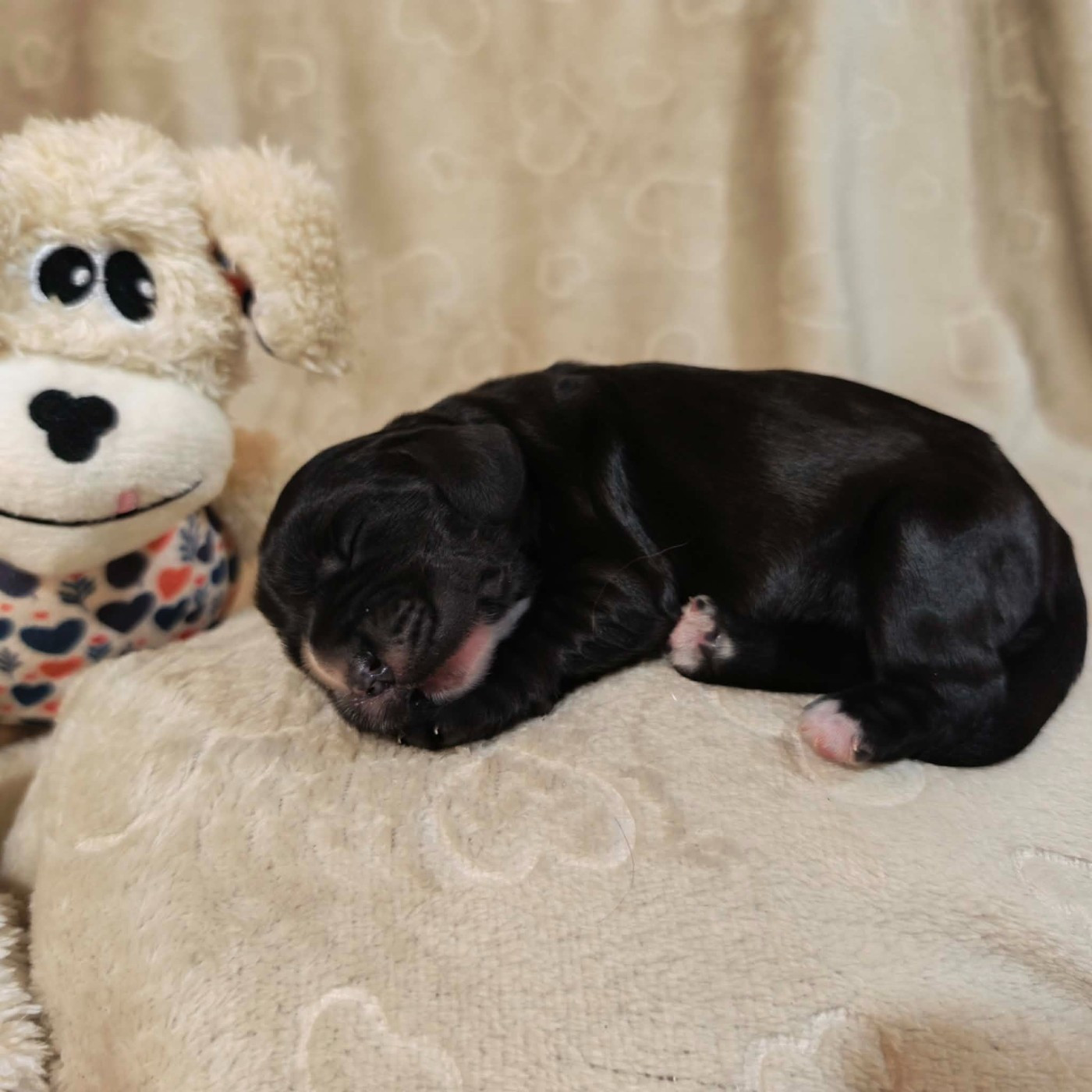 Du Domaine D'Anteros - Chiots disponibles - Cocker Spaniel Anglais