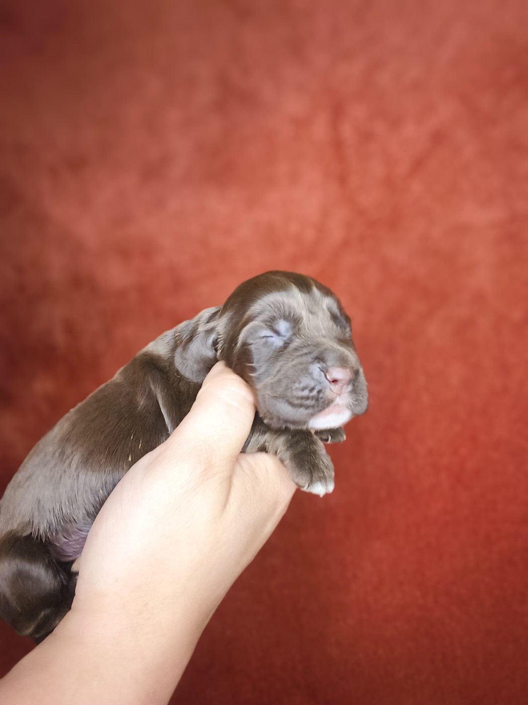 Du Domaine D'Anteros - Chiots disponibles - Cocker Spaniel Anglais