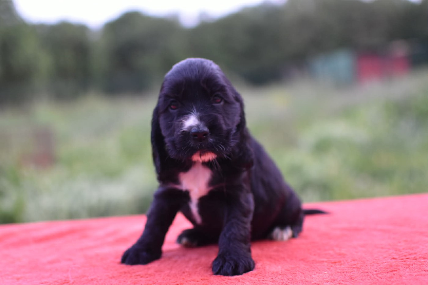 Du Domaine D'Anteros - Chiots disponibles - Cocker Spaniel Anglais