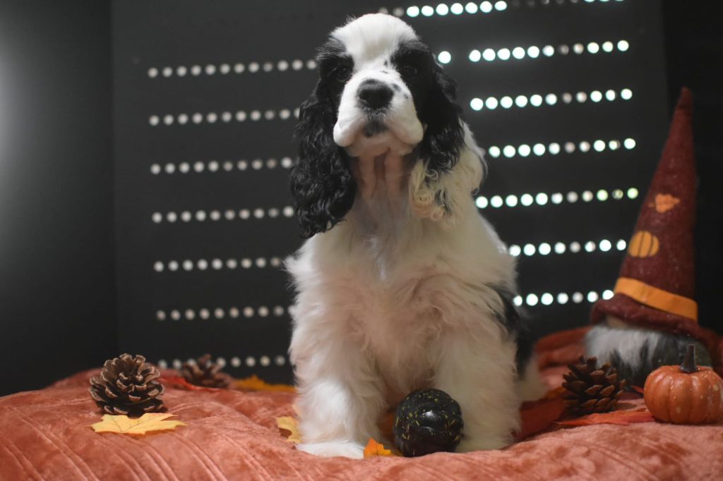 Du Domaine D'Anteros - Chiots disponibles - American Cocker Spaniel